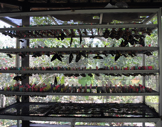 butterflyparkbali